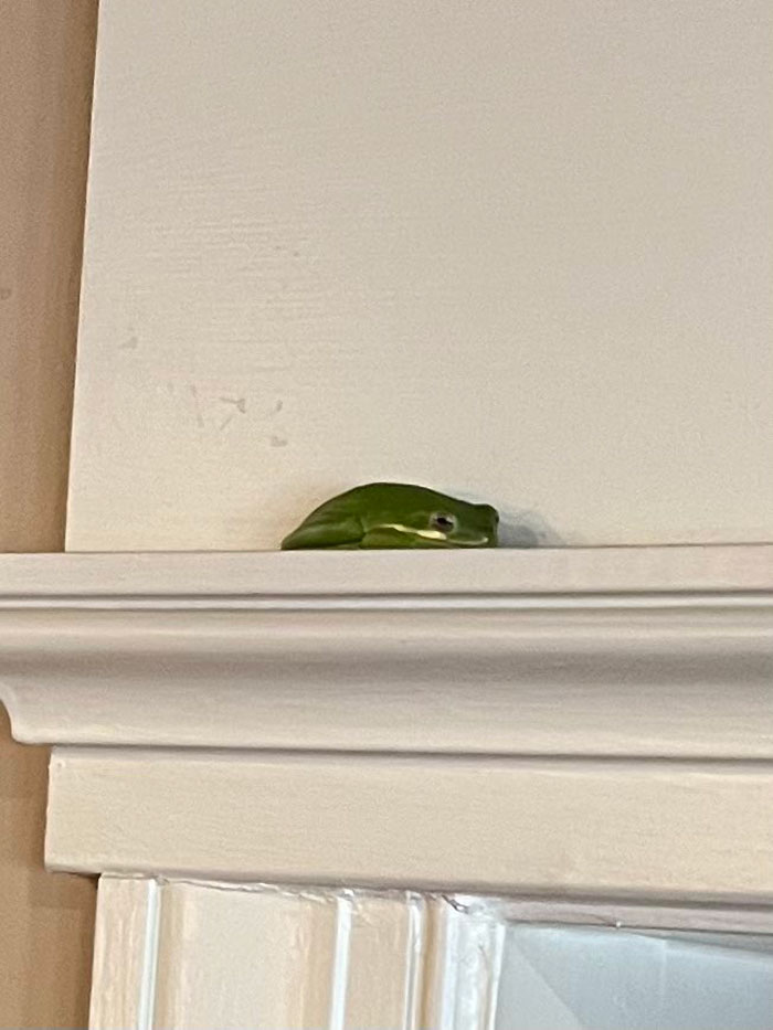 Guy Tweets Adorable Story Of How He Ended Up Adopting A Tiny Tree Frog He Discovered In His Lettuce Box