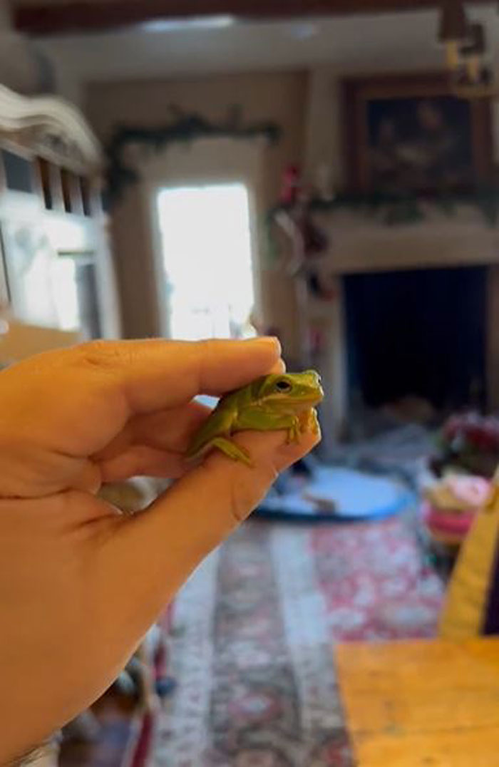 Guy Tweets Adorable Story Of How He Ended Up Adopting A Tiny Tree Frog He Discovered In His Lettuce Box