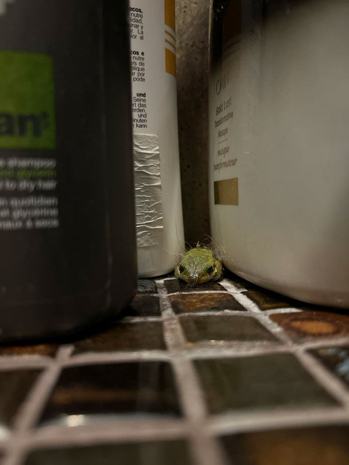 Guy Tweets Adorable Story Of How He Ended Up Adopting A Tiny Tree Frog He Discovered In His Lettuce Box
