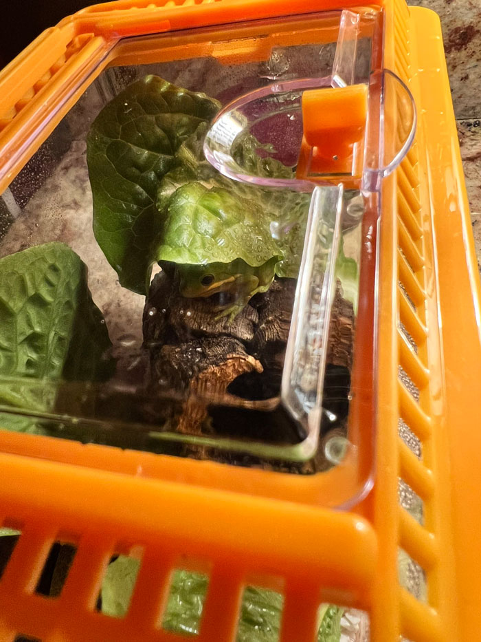 Guy Tweets Adorable Story Of How He Ended Up Adopting A Tiny Tree Frog He Discovered In His Lettuce Box