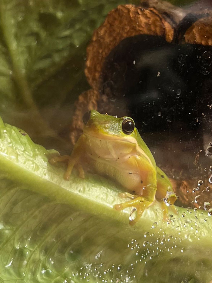 Guy Tweets Adorable Story Of How He Ended Up Adopting A Tiny Tree Frog He Discovered In His Lettuce Box