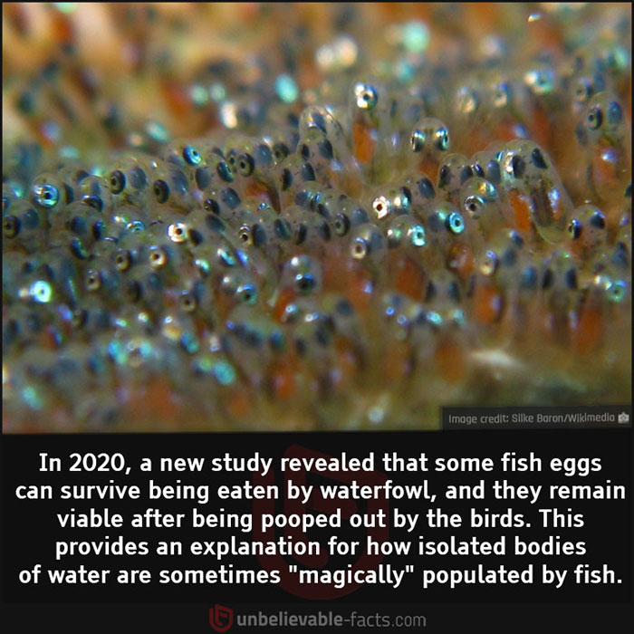 Unbelievable-Interesting-Facts