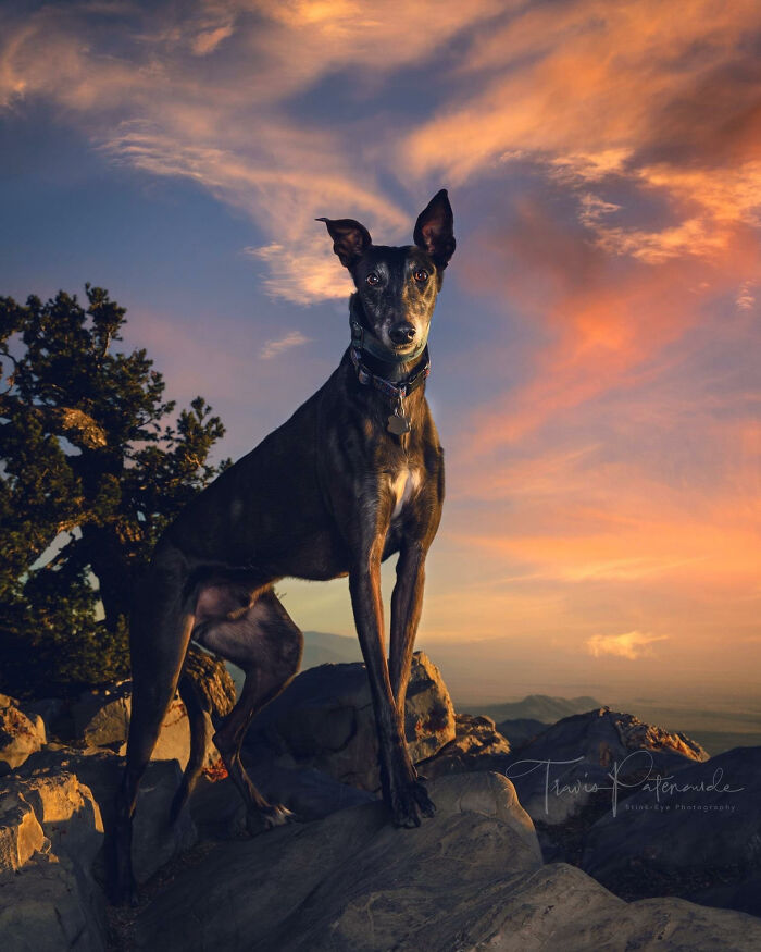 Abandoned hunting dog standing on rocky terrain at sunset in Spain, captured in a striking outdoor photograph.
