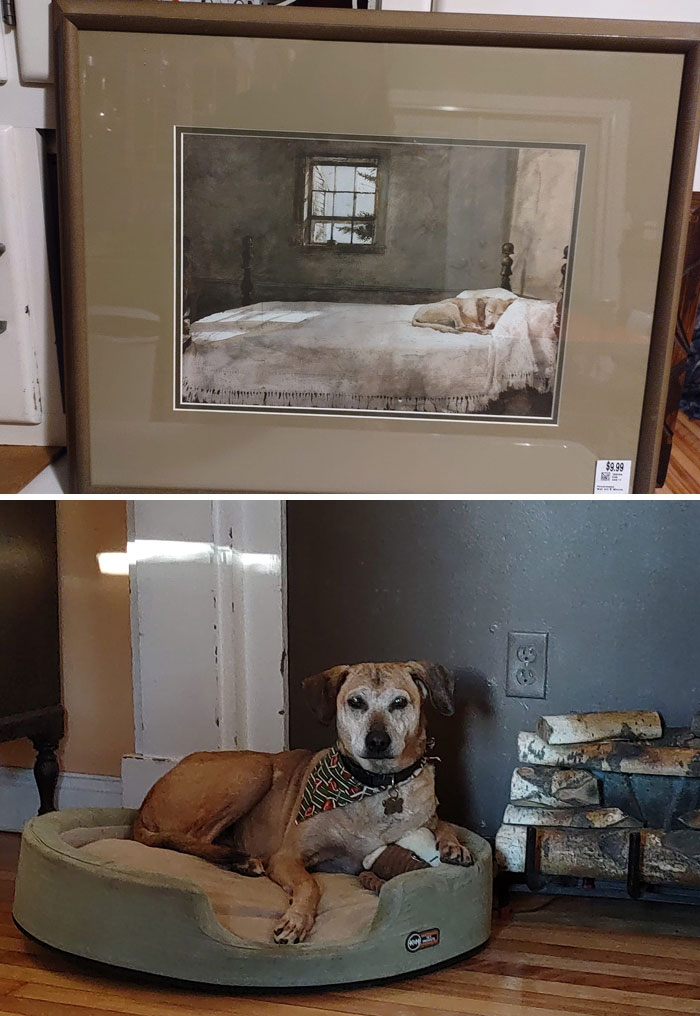 I Have An Elderly Dog, His Back Legs Are Giving Out, Things Are Getting Harder, And We Are Slowly Getting Ready For The Day