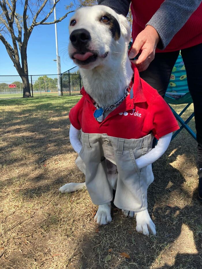 My Dog, Jake, In His Halloween Costume