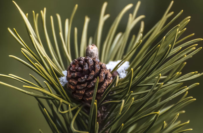 30 People Are Sharing Weird And Wholesome Traditions That Make Their Christmas Special