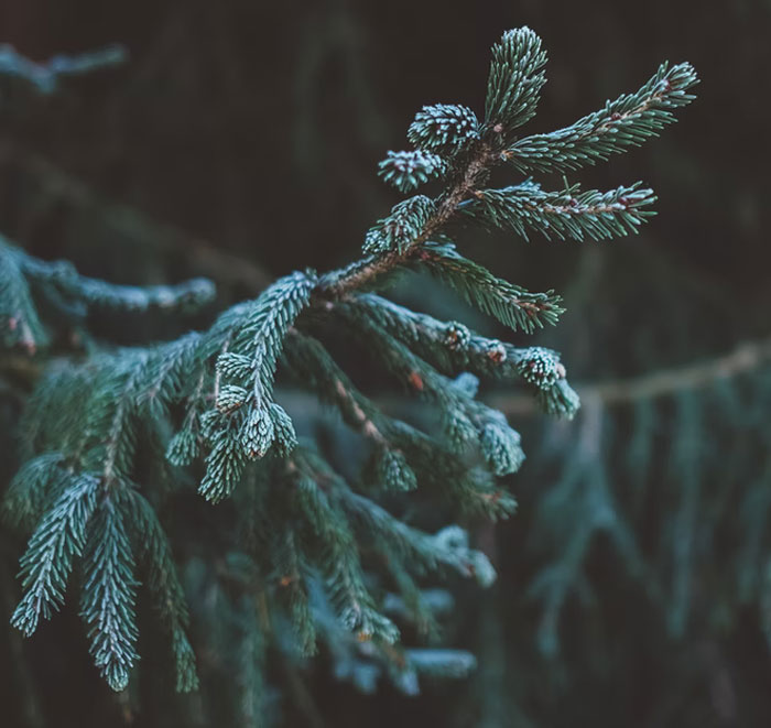 30 People Are Sharing Weird And Wholesome Traditions That Make Their Christmas Special