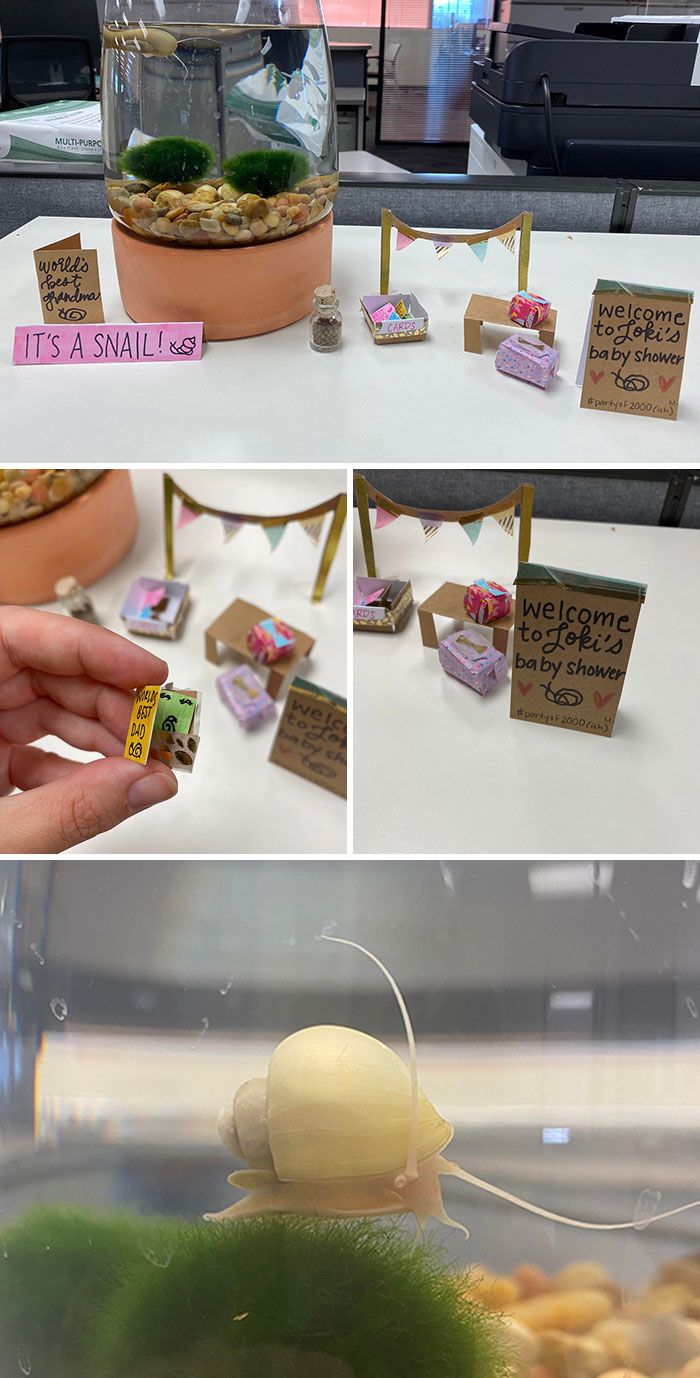 I Took Care Of My Colleague’s Snail While She Was Gone And It Unexpectedly Had Babies. I Threw A Baby Shower For Her To Come Back To. Congrats, Loki