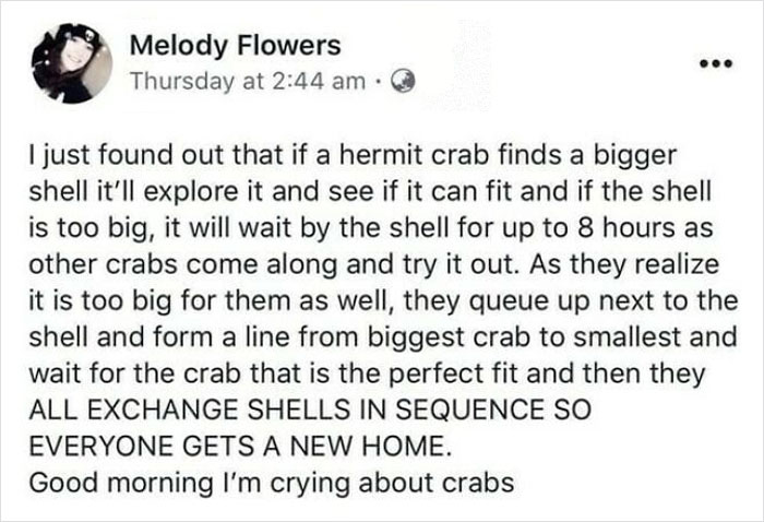 Screenshot of a social media post explaining how hermit crabs exchange shells in sequence, a heartwarming wholesome moment.