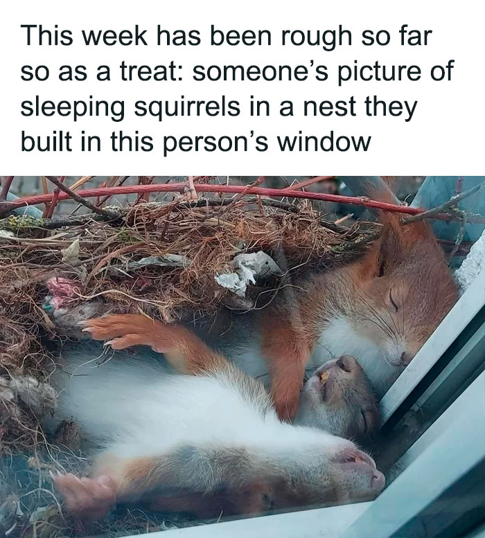 Two sleeping squirrels cuddled in a nest built on a window ledge, a heartwarming wholesome internet picture.