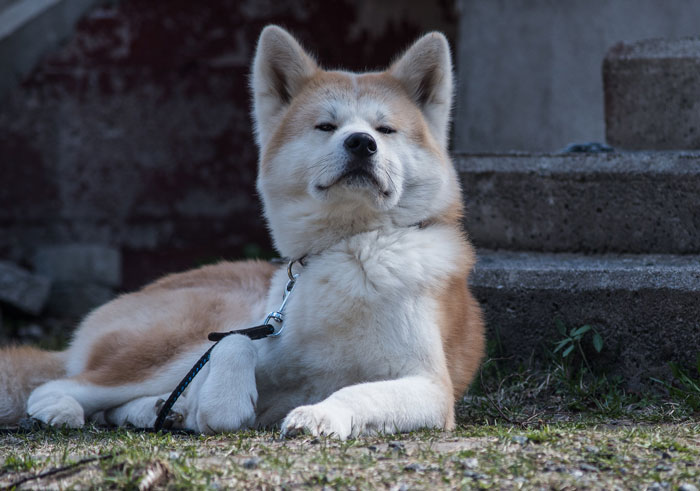 Neighbor Trespasses Into Woman&rsquo;s Yard, Takes Her Dog Thinking It&rsquo;s A Stray, And Gives It Away To Friend, Then Gets Upset After Neighbor Comes To Take It Back From Them