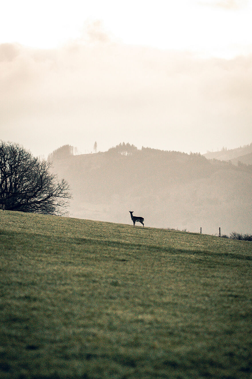 April 2022 – On A Walk In The Woods Of My Hometown. Shot With Sony A7 III + 85mm