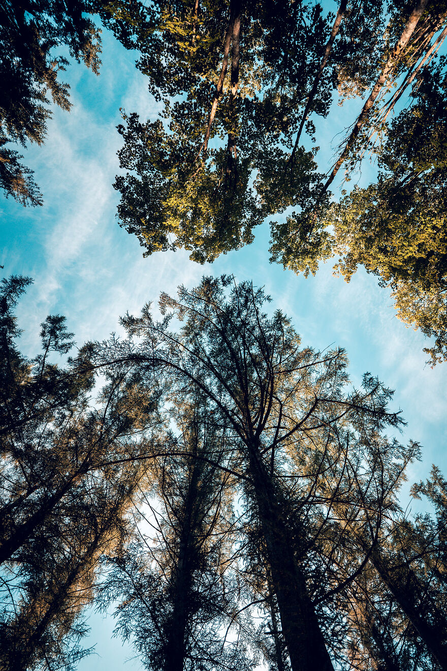 August 2022 – On A Walk In The Woods Of My Hometown. Shot With Sony A7 III + 14mm 1.8f