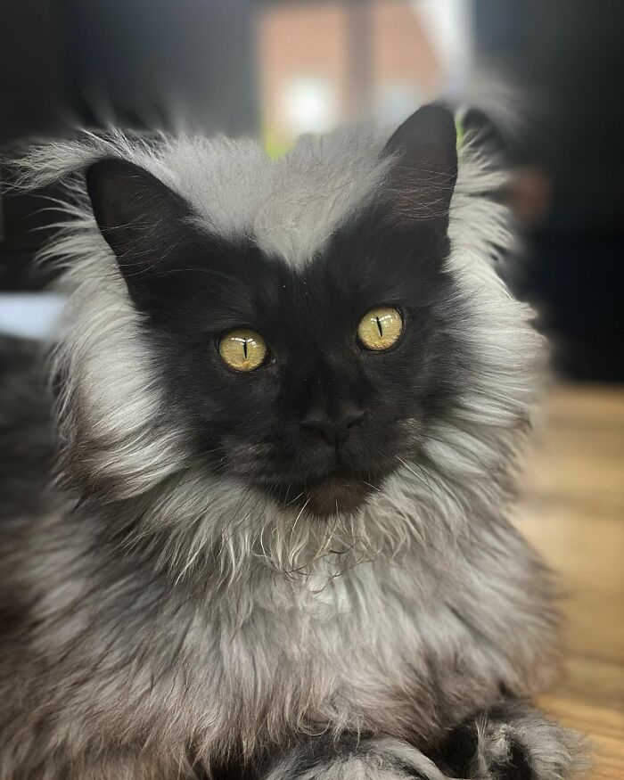 Este es Richie, un gato maine coon que se ha vuelto viral en redes sociales