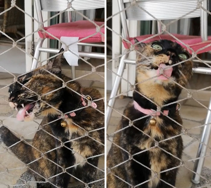 Suele preferir las bandas elásticas, pero las redes también sirven