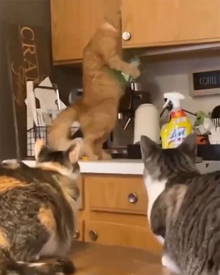 Los vigilantes observan un crimen en curso 