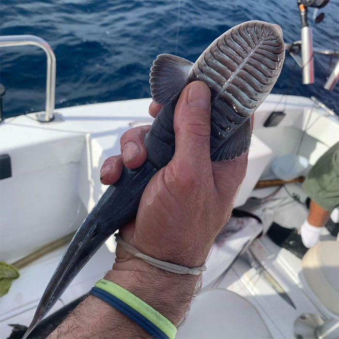 30 Of The Most Creepy Or Weird Things People Witnessed In Oceans, As Shared In This Online Group