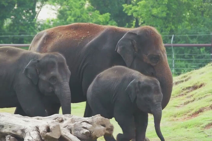 Oklahoma City Zoo Celebrates Birth of Rama The Asian Elephant, Who Got Famous With His Ultrasound Even Before He Was Born
