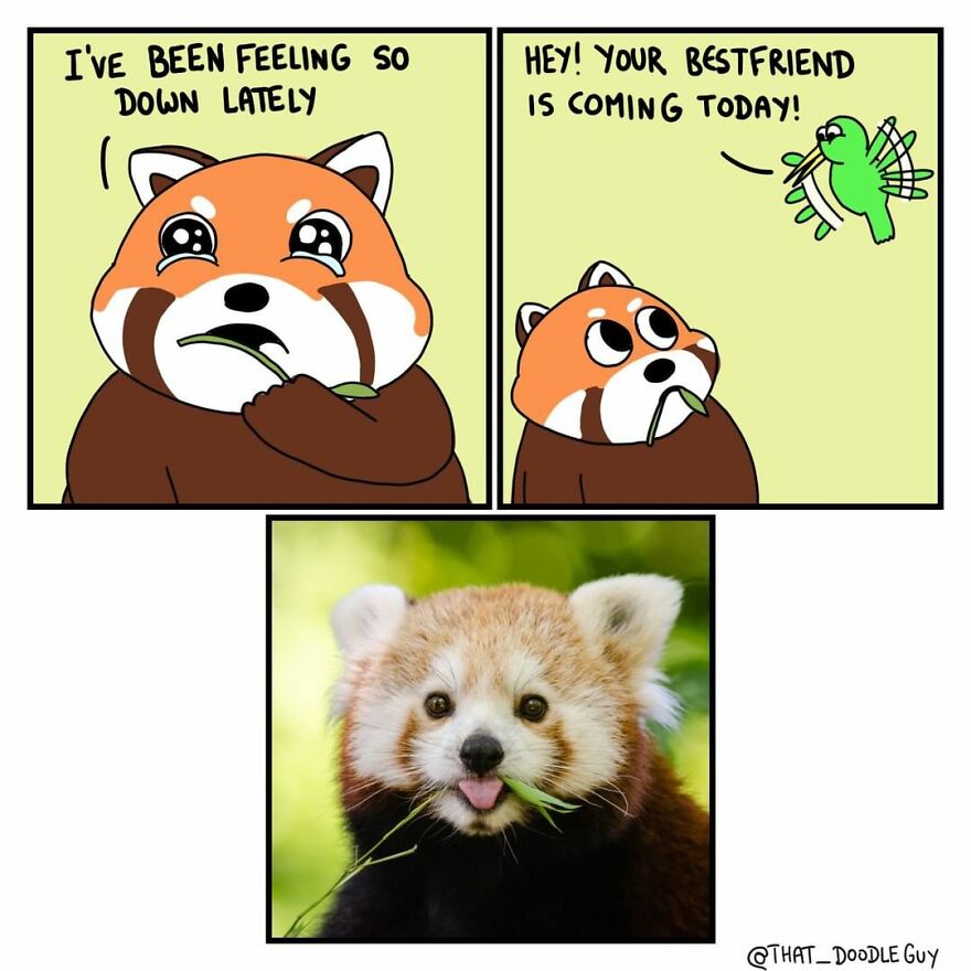 10 Comics That Show Wholesome Backstory Of These Real Animal Pictures!
