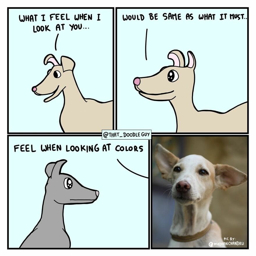 10 Comics That Show Wholesome Backstory Of These Real Animal Pictures!