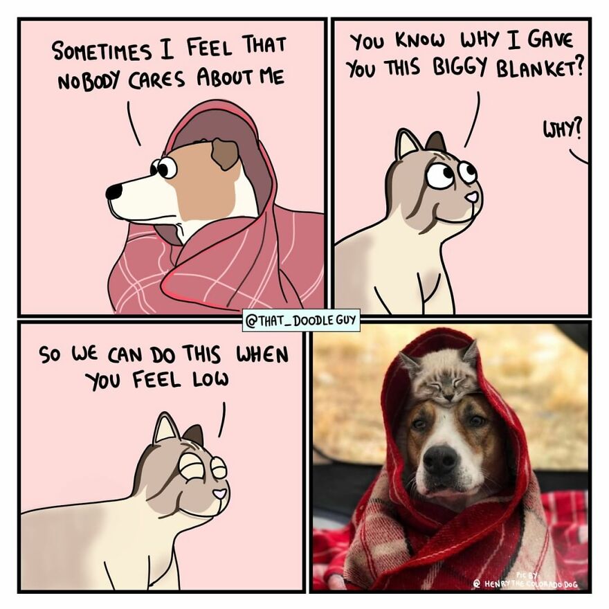 10 Comics That Show Wholesome Backstory Of These Real Animal Pictures!