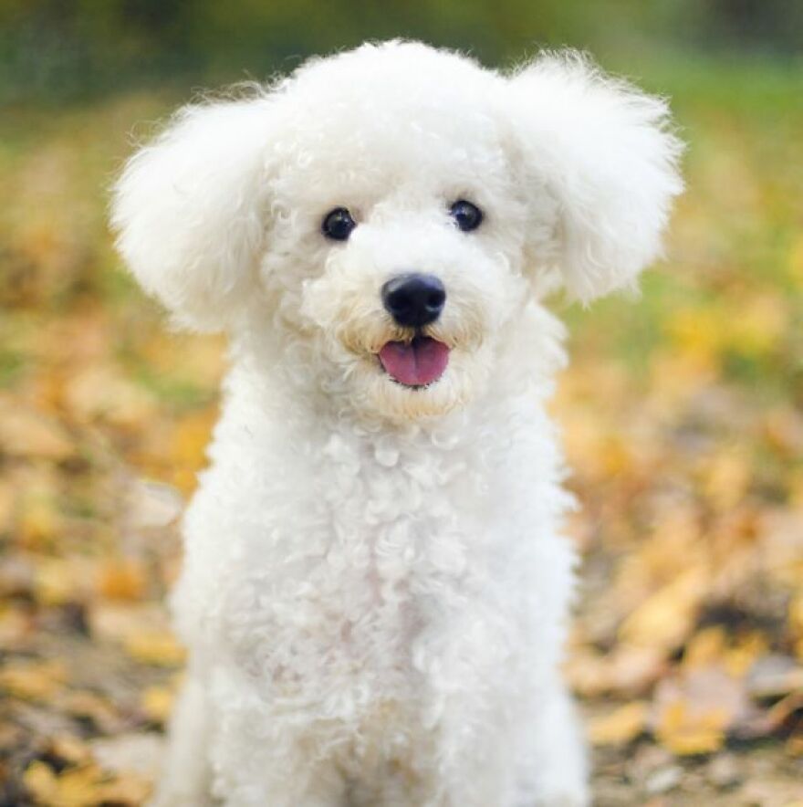 I Took Pictures Of My Dogs I Took Pictures Of My Dogs