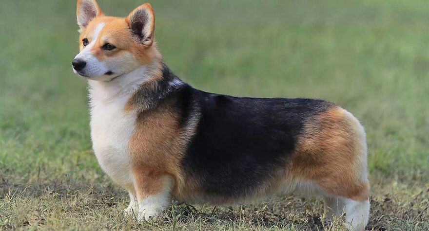 I Took Pictures Of My Dogs I Took Pictures Of My Dogs