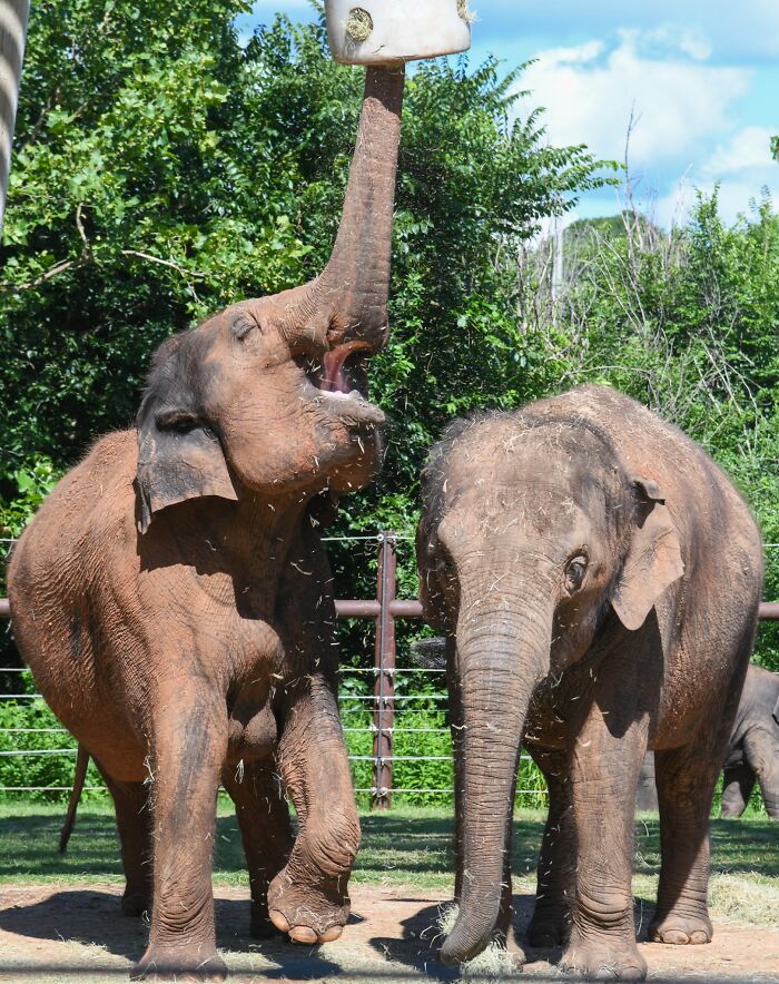 Oklahoma City Zoo Celebrates Birth of Rama The Asian Elephant, Who Got Famous With His Ultrasound Even Before He Was Born