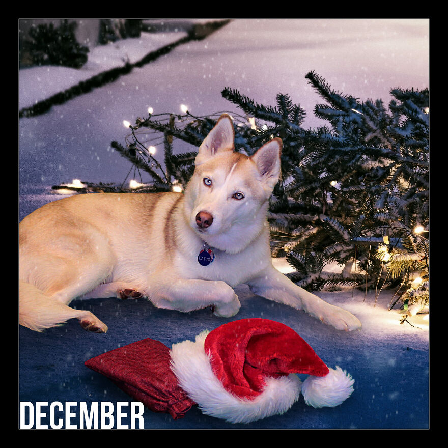 I Photoshop My Dog Into Goofy Scenes For My 2022 Calendar