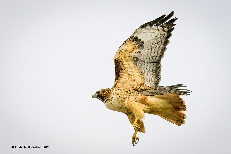 Red Tailed Hawk Taking Off