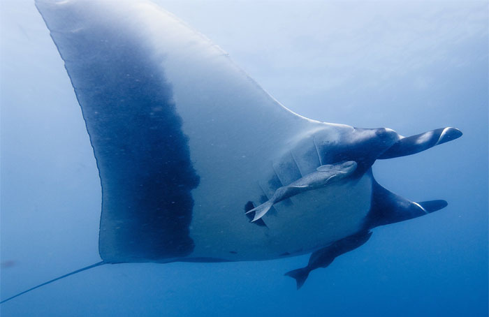 30 Of The Most Creepy Or Weird Things People Witnessed In Oceans, As Shared In This Online Group