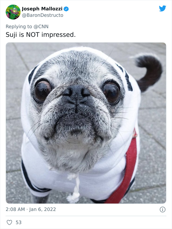 Pope-Francis-Selfish-To-Have-Pets-Instead-Of-Kids