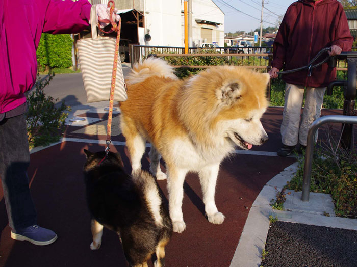 Neighbor Trespasses Into Woman&rsquo;s Yard, Takes Her Dog Thinking It&rsquo;s A Stray, And Gives It Away To Friend, Then Gets Upset After Neighbor Comes To Take It Back From Them