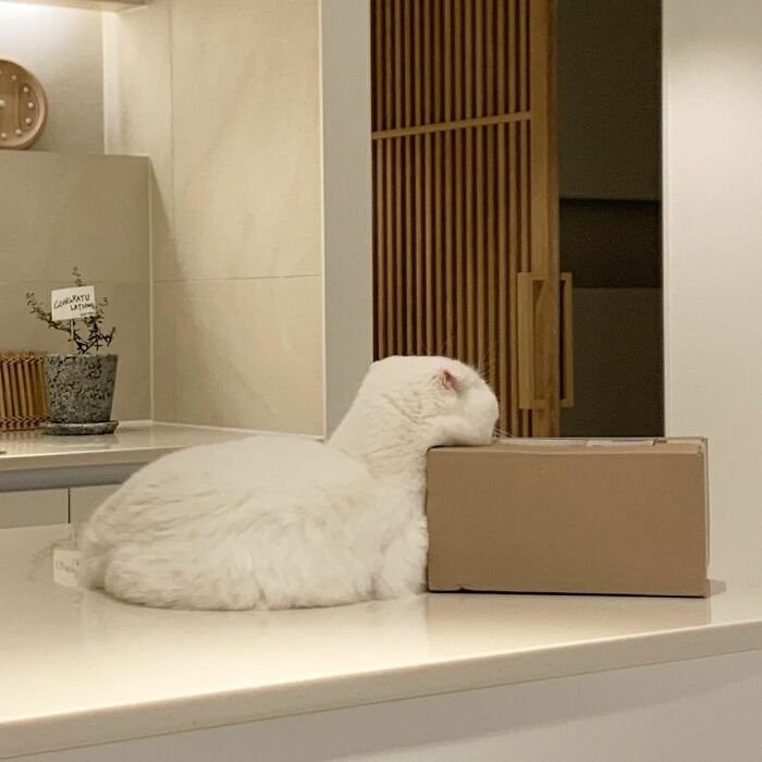 Cat Refuses Owner’s Attempts At Cuddling, And It Has Gone Viral On The Internet Cat Refuses Owner’s Attempts At Cuddling, And It Has Gone Viral On The Internet