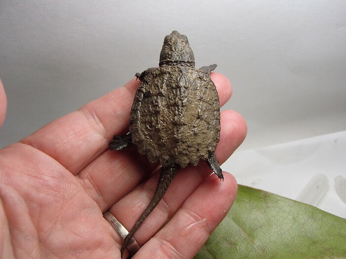 30 Of The Good And The Bad Culture Shocks Non-Americans Experienced While In The US, As Shared In This Online Group