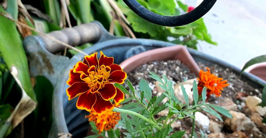 My Best 35 Flower Photos