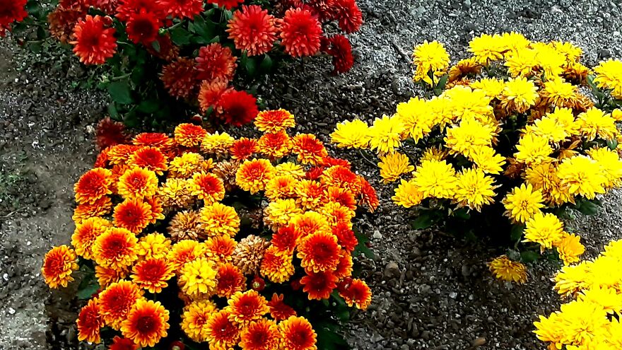 My Best 35 Flower Photos