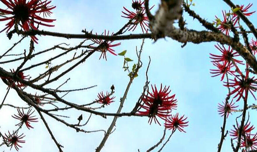 My Best 35 Flower Photos