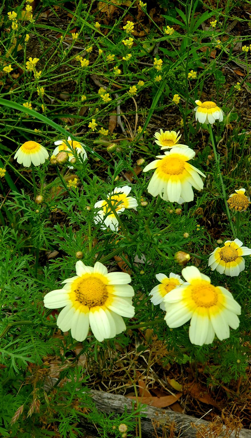 My Best 35 Flower Photos