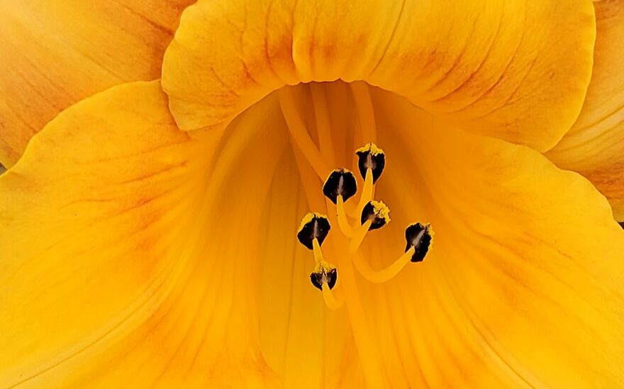 My Best 35 Flower Photos