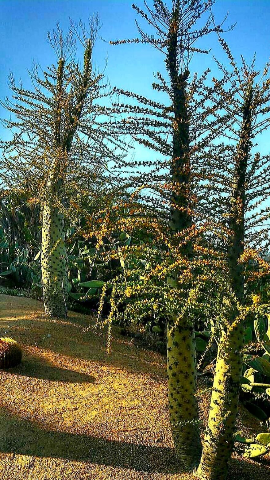 10 Unique Photos Of Balboa Park In San Diego