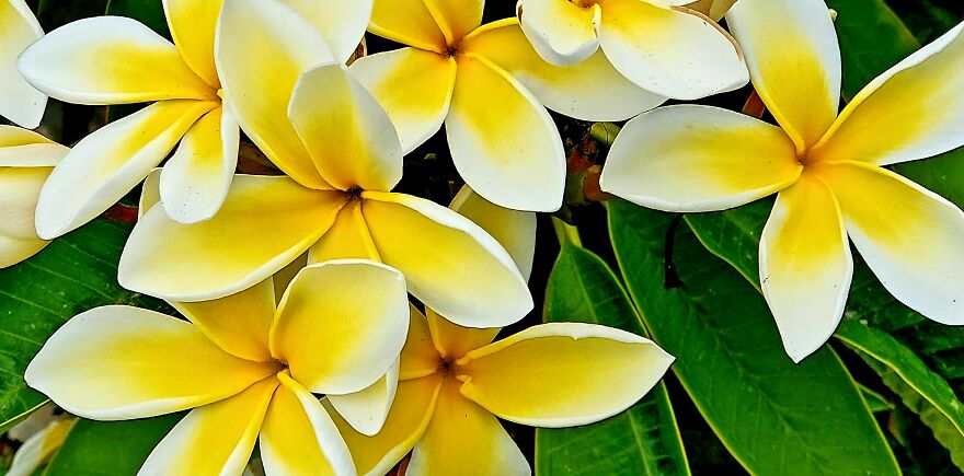 My Best 35 Flower Photos