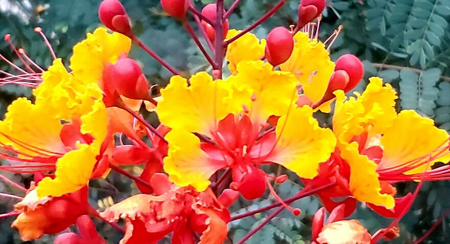 My Best 35 Flower Photos