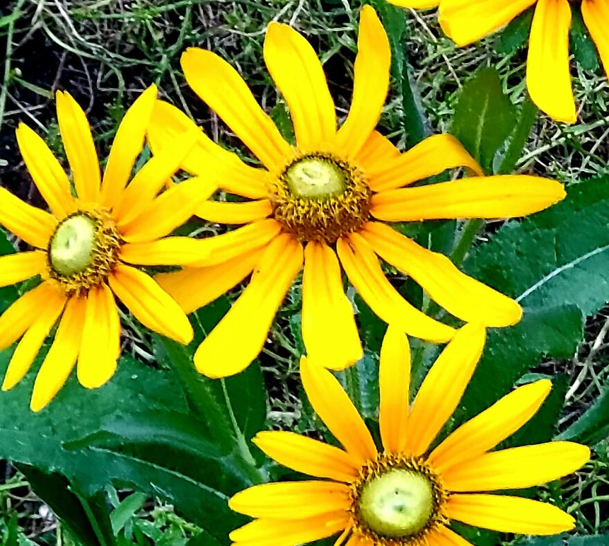 My Best 35 Flower Photos