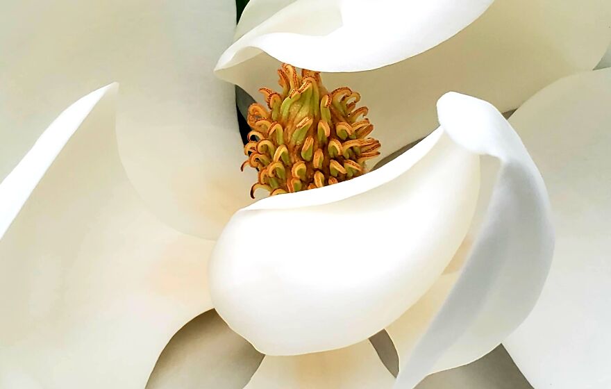 My Best 35 Flower Photos