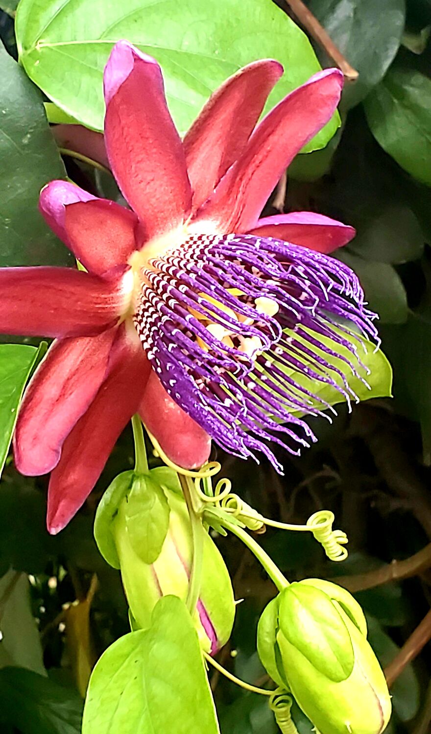 My Best 35 Flower Photos