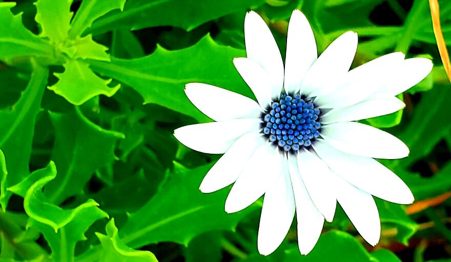 My Best 35 Flower Photos