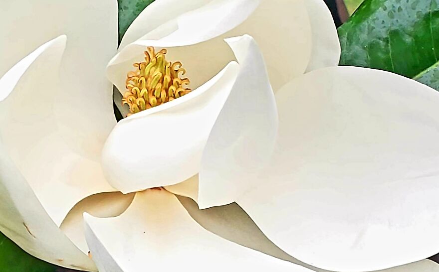 My Best 35 Flower Photos