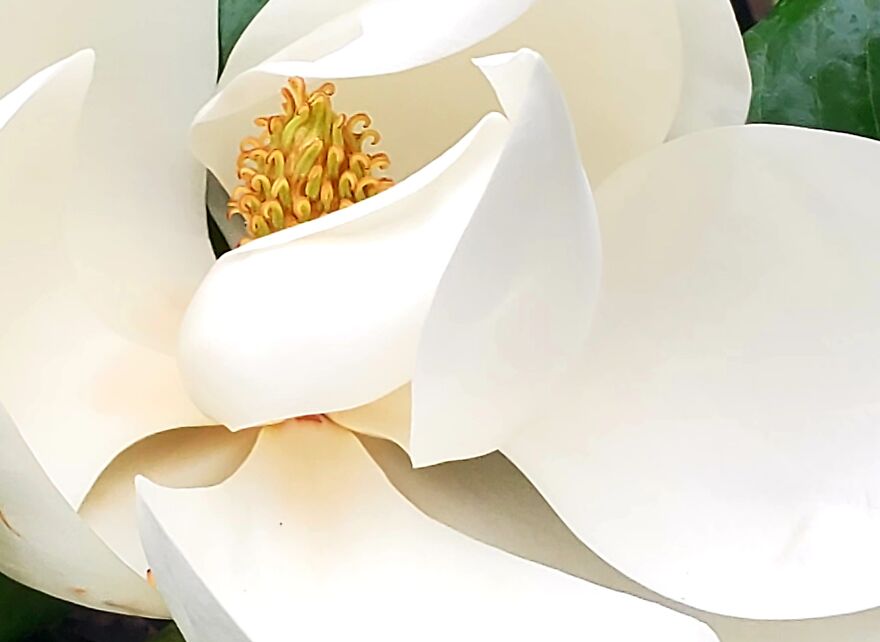 My Best 35 Flower Photos