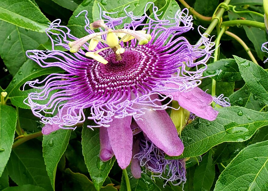 My Best 35 Flower Photos